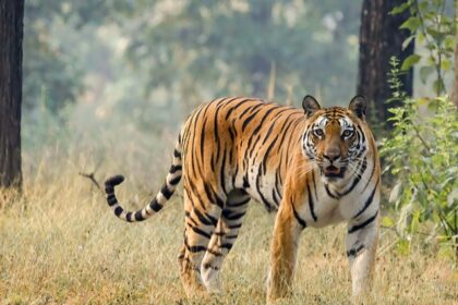 A breathtaking view of a tiger in Gugamal National Park, showcasing its rich biodiversity.