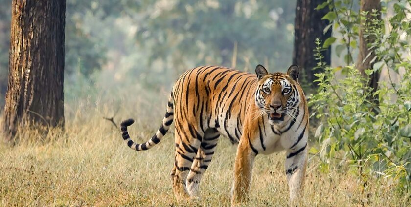 A breathtaking view of a tiger in Gugamal National Park, showcasing its rich biodiversity.