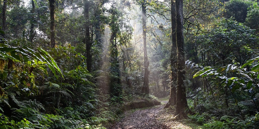 View of Gugamal National Park at dawn, surrounded by lush greenery and dense forests.