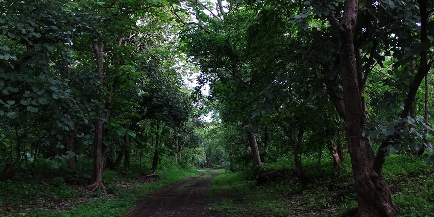 A dense jungle scene with tall trees and rich greenery, showcasing nature's beauty.