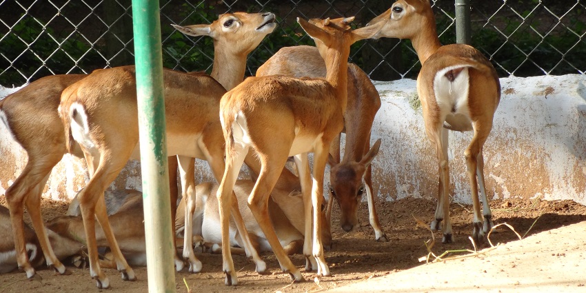 Blackbucks grazing in the dry grassland of Guindy National Park, Chennai, under trees.