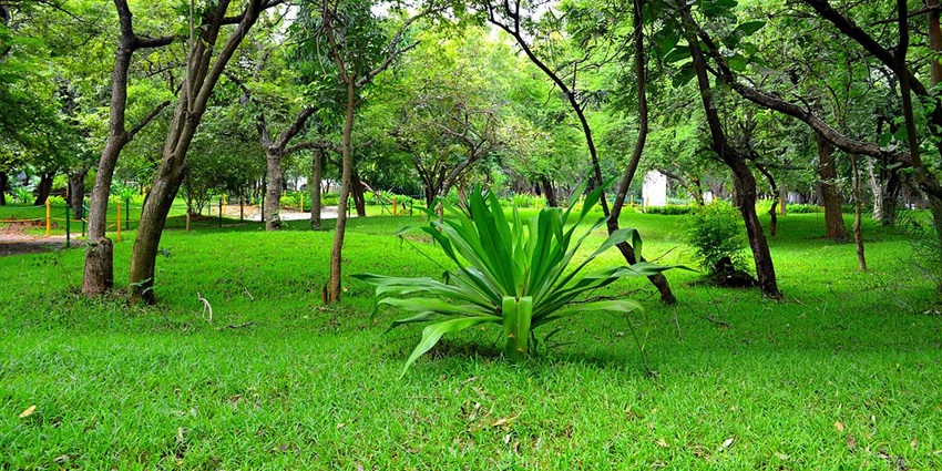 Places to visit near Chennai include the park featuring wildlife and walking trails.