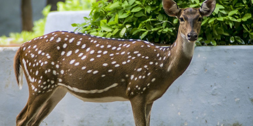 A peaceful scene of a deer grazing at Guindy Park, one of the top national parks in Tamil Nadu.