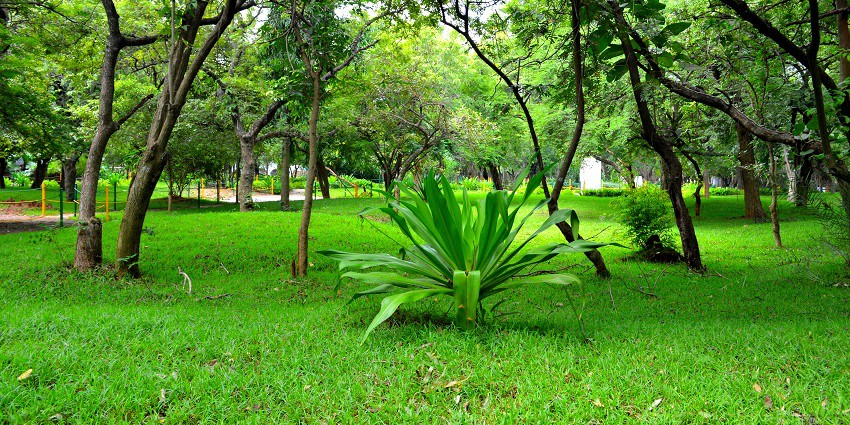 An image of Guindy National Park features diverse wildlife and scenic walking trails.