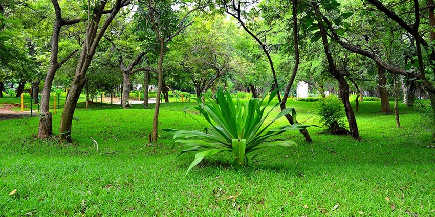 Jungle safari in Chennai National Park featuring diverse wildlife and scenic trails.
