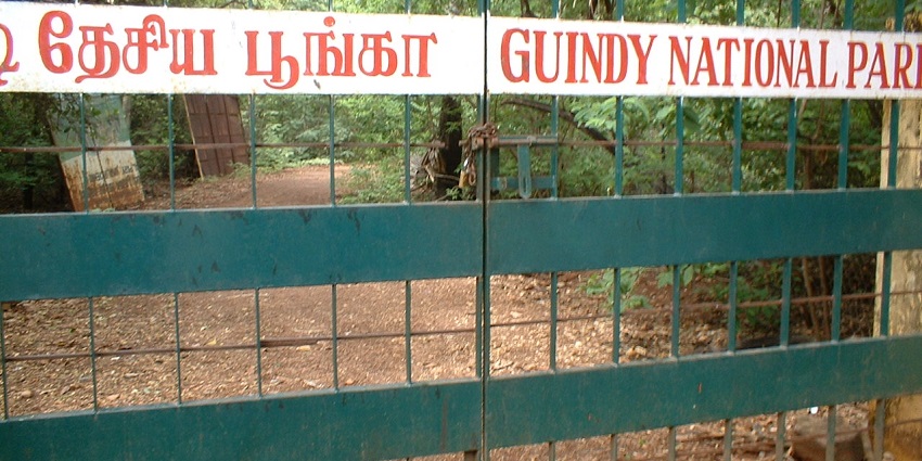 A picture of Guindy National Park, which is a green oasis in the middle of the city.