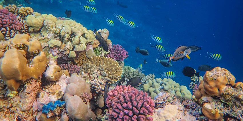 Image of Fish on Seabed with Coral Reef - explore the Gulf Of Mannar Marine National Park
