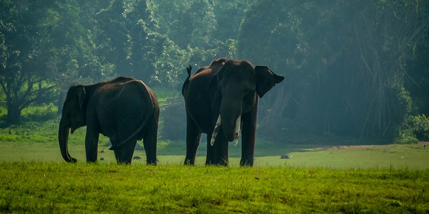 A pair of elephants can be spotted at Gunda Forest, a popular place to visit in Hospet.
