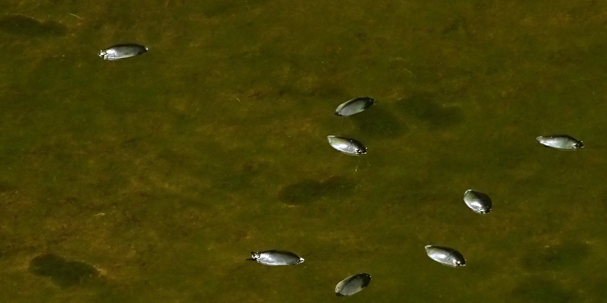 Whirligig beetle swimming on water, showcasing its unique body and movement.