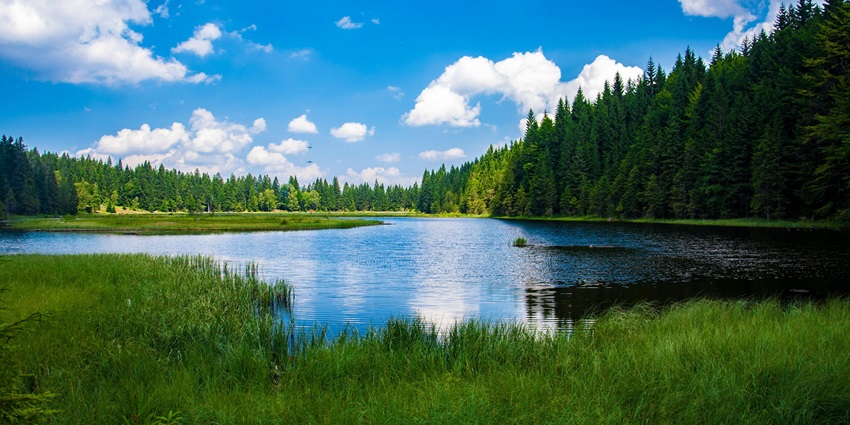 A scenic view of a calm lake surrounded by trees in a forest on a clear day