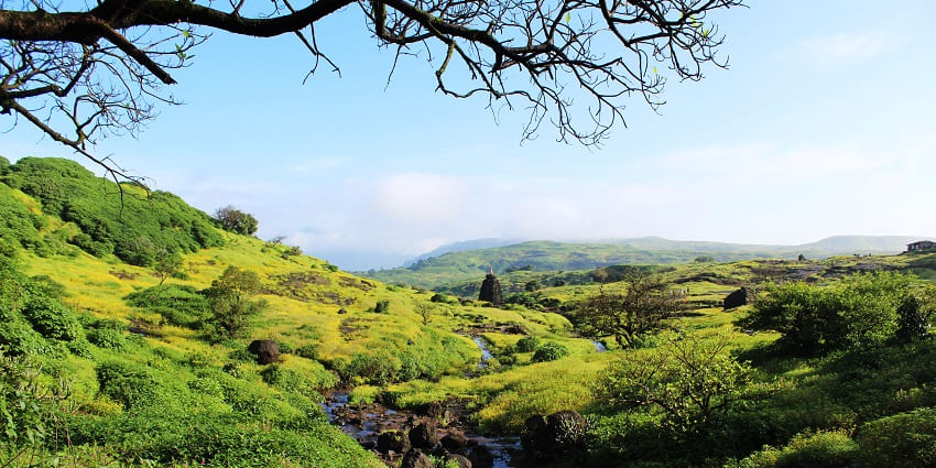 A picture of lush greenery at Harishchandragad, which is located in the Western Ghats.