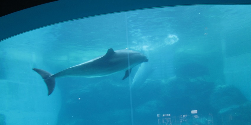 Dolphin Aquarium, is among the best things to see in Juhu, the family-friendly attraction.