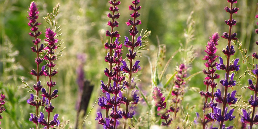 A picture of wildflowers at the Herbal Garden, a unique stop among things to see in Yelagiri.