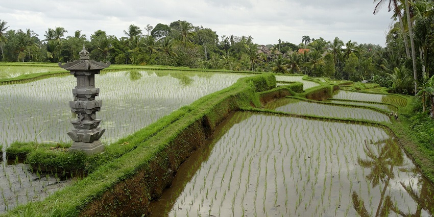 The beautiful picture of Campuhan Ridge Walk surrounded by fields in Ubud, Indonesia