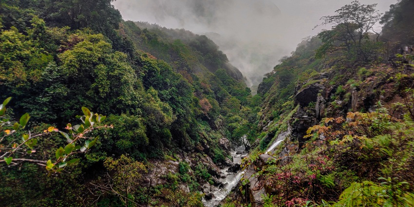 Image of Andharban Forest hiking trails surrounded by lush greenery under misty weather
