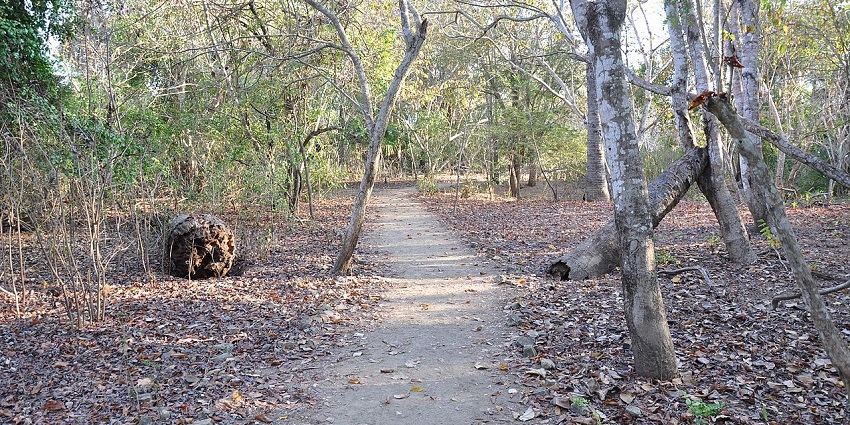 A picture of a walking trail that offers scenic landscapes of Komodo National Park.