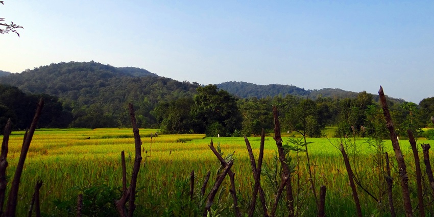 Wide angle view of the feilds of Hikkal, an ideal spot for  long drives and nature walks.