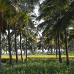 A picture of lush green hills and valleys, the best hill stations near Erode from a distance