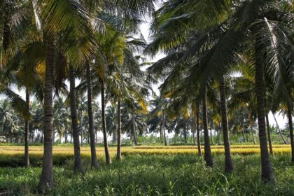 A picture of lush green hills and valleys, the best hill stations near Erode from a distance