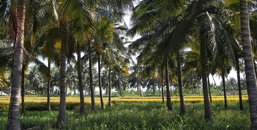 A picture of lush green hills and valleys, the best hill stations near Erode from a distance