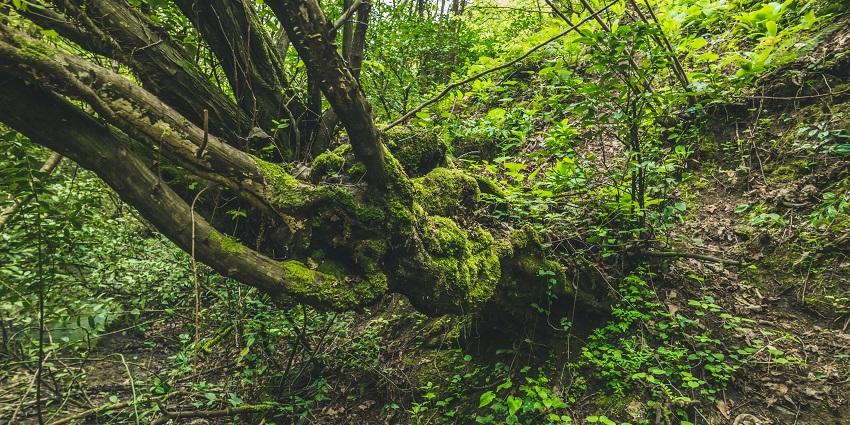 Lush forest offering hiking trails and breathtaking scenery