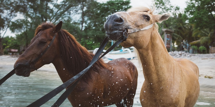 Enjoy the exciting horse riding is one of the best things to do in Gili Trawangan.