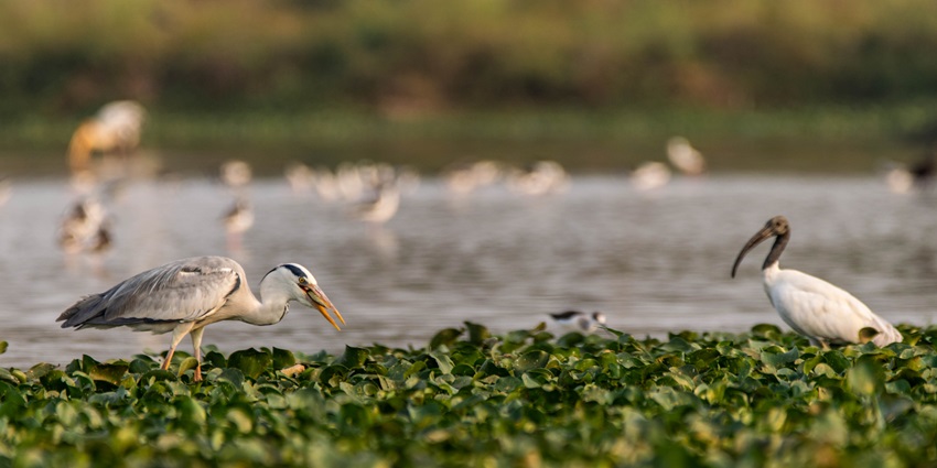 Hoskote Lake, a serene Hoskoye tourist place, offers greenery and birdwatching for nature lovers