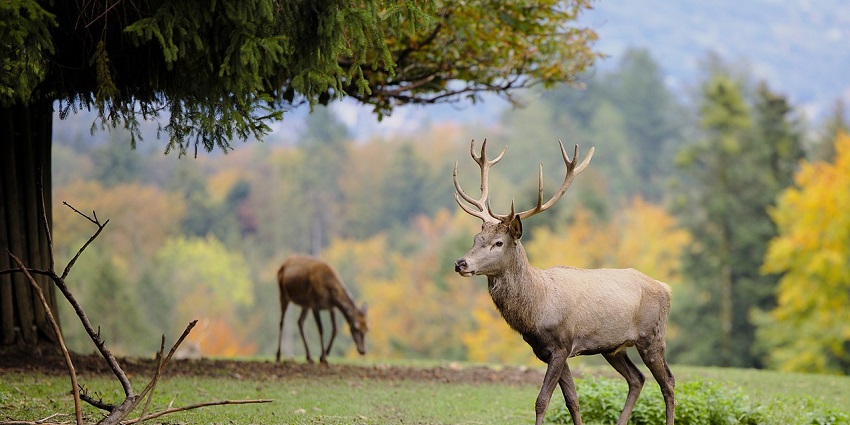 A close-up of a deer in nature, one of the amazing wildlife species found near Hosur.