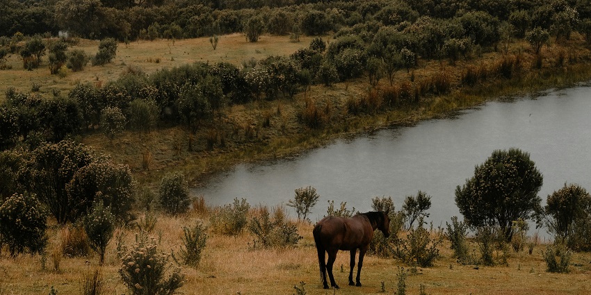 Graceful horse gazing across the open field at a beautiful wildlife sanctuary.