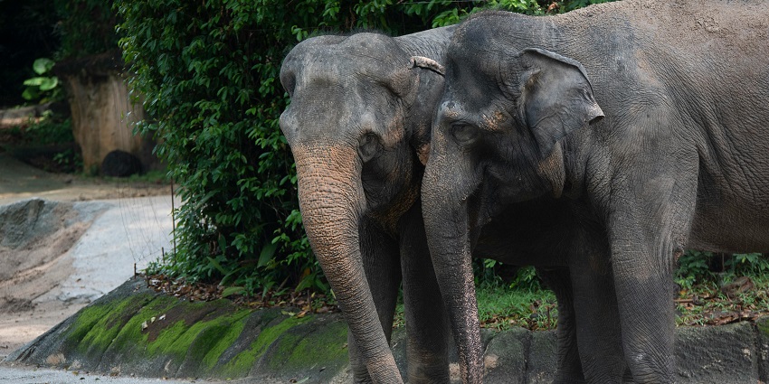Elephant duo enjoying a peaceful day in their natural habitat at a wildlife sanctuary.