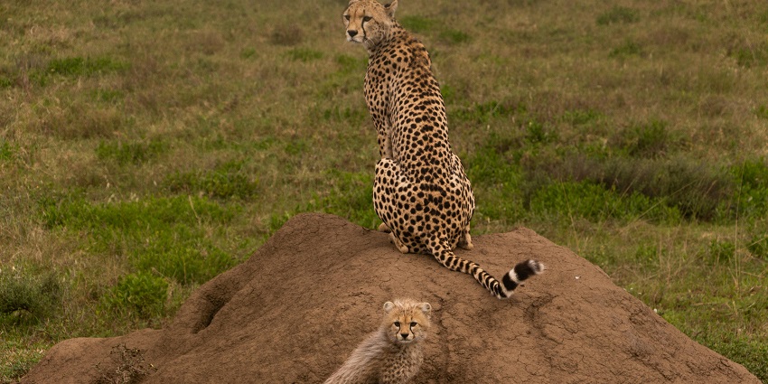 A cheetah with her playful cubs blending into the wild sanctuary's breathtaking scenery.