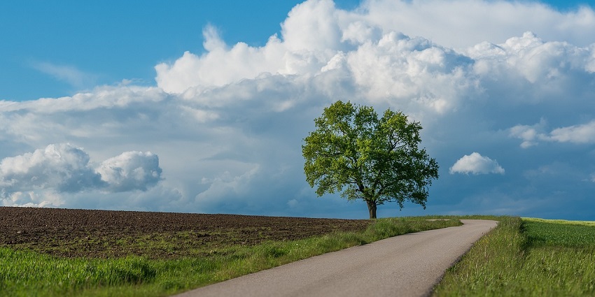 A road with a lush green tree on the side under a clear blue sky.