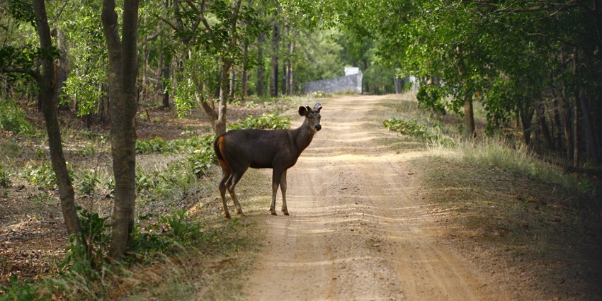 A scenic view of Gondia, Maharashtra, featuring a vast green landscape with trees