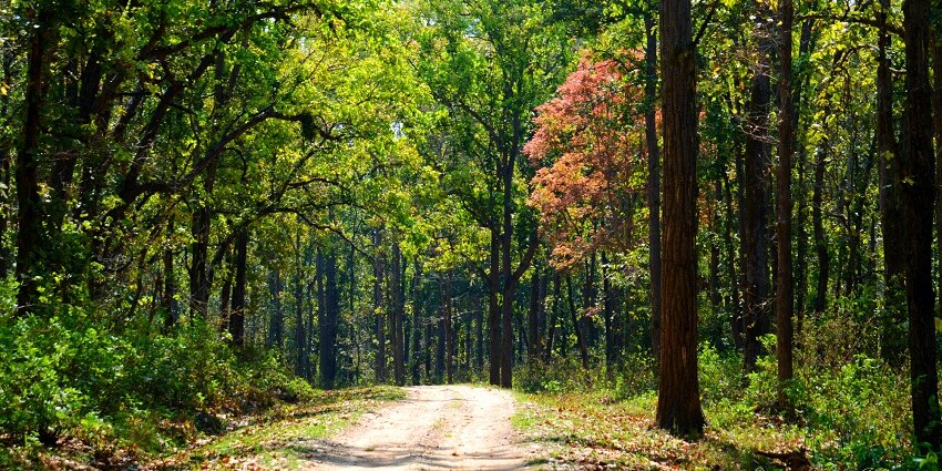Beautiful views of dense forest inside Kanha National Park where a trail leads to deep forest
