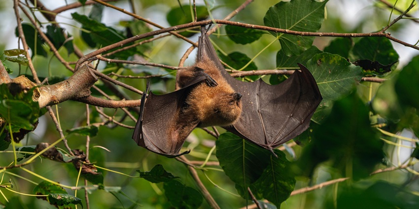An image of a flying fox peacefully near tall grasses, blending into the wild landscape.