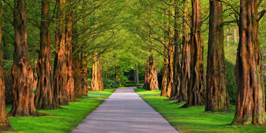 A tree-lined path in a park with tall trees on both sides, casting shadows over walkway.
