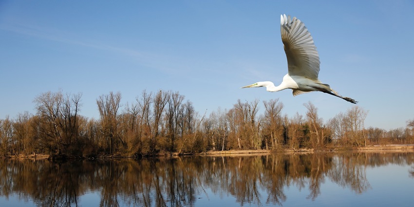 A great egret glides gracefully over a serene lake, showcasing its elegant wings