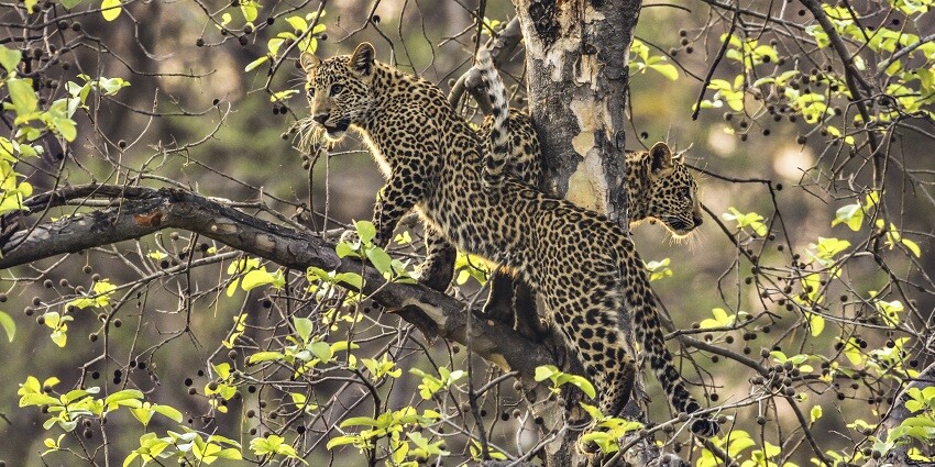 A view of a leopard inside the Kuno National Park.