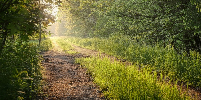 A tranquil meadow path surrounded by lush trees and tall grass, illuminated by soft sunrise light.