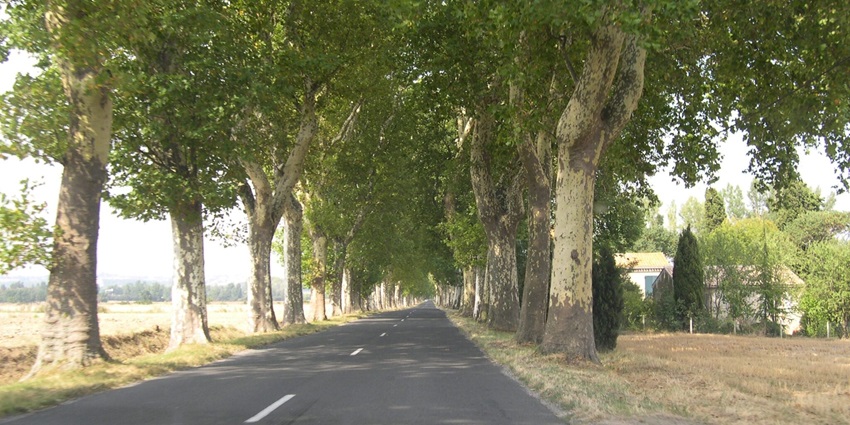 A scenic view of the road passing through the dense lush tree plantation in Maharashtra