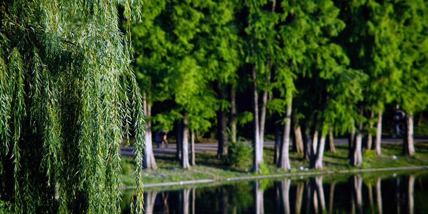 A serene lake surrounded by lush green trees, reflecting the sky in a peaceful park setting.