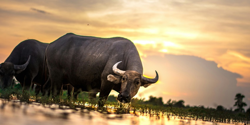 Panoramic view of a wild buffalo drinking water with vibrant sun hues in the background
