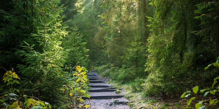 A serene forest path illuminated by sunbeams filtering through tall trees, creating a peaceful atmosphere.