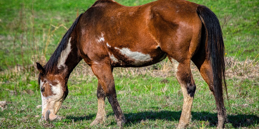 Graceful horse gazing across the open field at a beautiful Toranmal wildlife sanctuary.