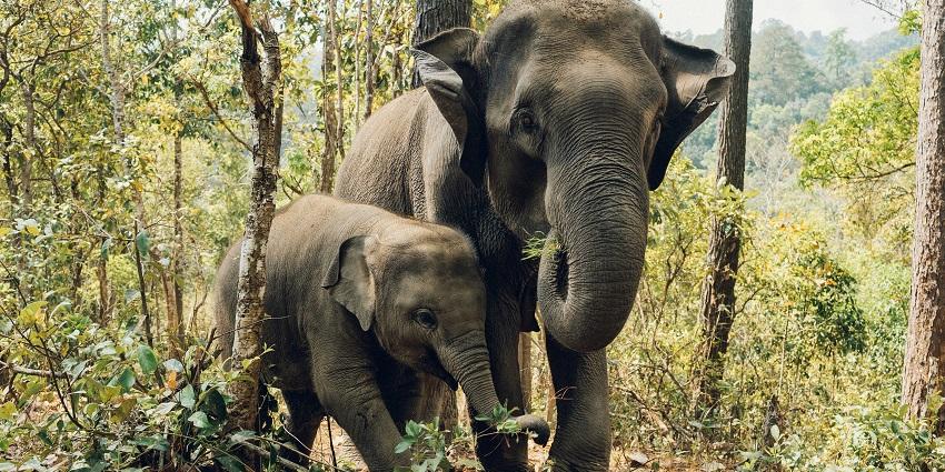 Reaching all the zoos in Tirupati is quite easy as they are accessible from the city.