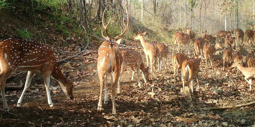 Group of chital deer grazing peacefully in forest at Painganga Wildlife Sanctuary.