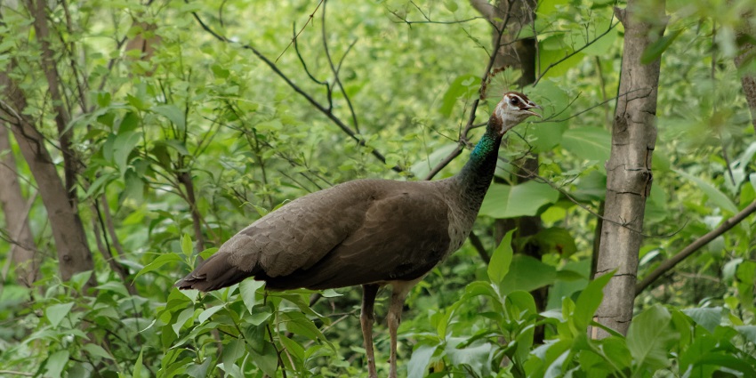 Picturesque view of a Indian Peafowl, Aravalli Biodiversity Park, Gurgaon