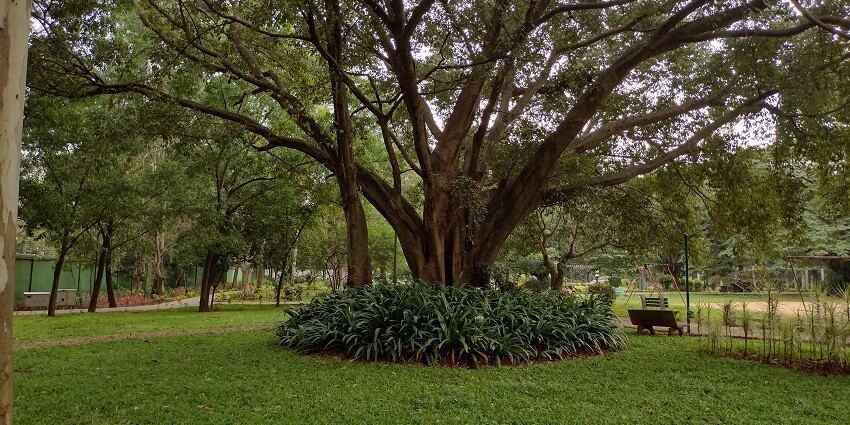 A tree at the Indira Gandhi Musical Fountain offering a serene and fresh ambience.