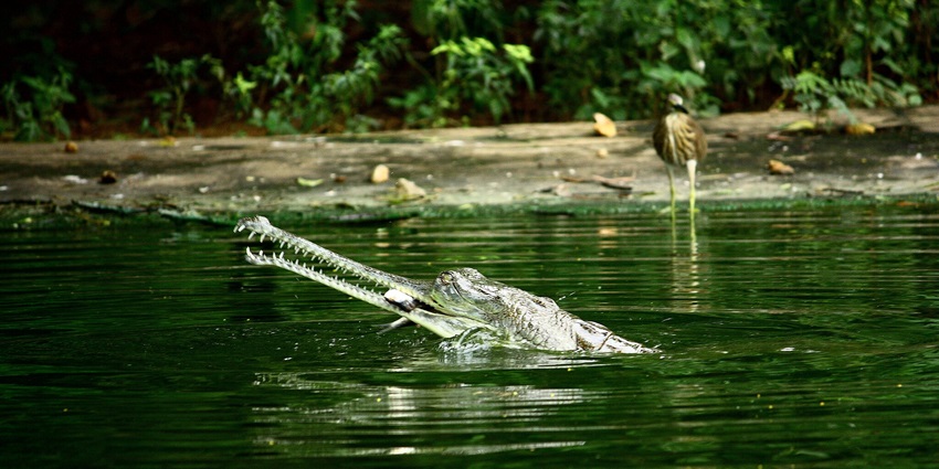 An image of Gharial eating fish in water at one of the Tamil Nadu national parks.