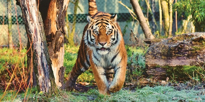 Indira Gandhi Zoological Park is one of the popular zoos near Vijayawada to explore.